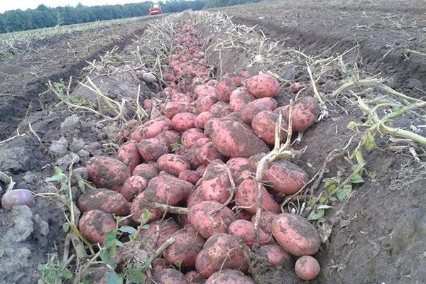 variedad de alto rendimiento
