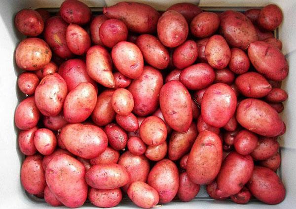 poniendo patatas para germinar