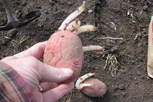 Les pommes de terre de Rosar sont prêtes à être plantées