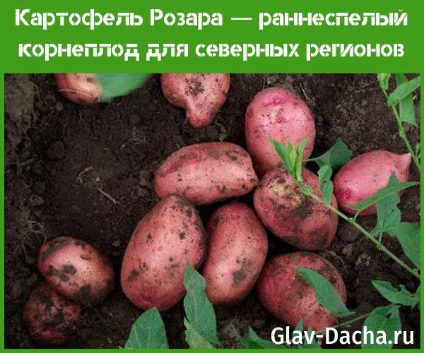 Patatas de rosar