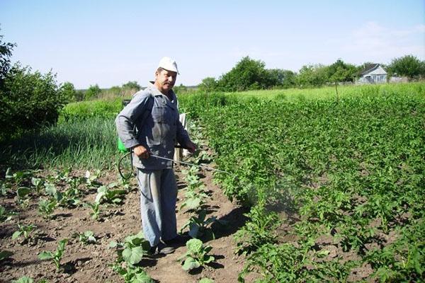 lutte contre les ravageurs de la pomme de terre