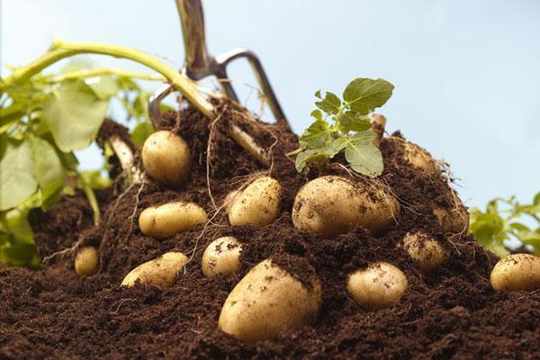 déterrer des pommes de terre