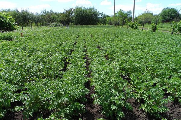 patatas en el campo