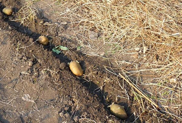 plantar papas de una variedad de suerte