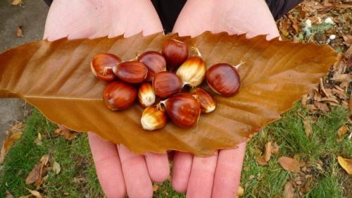 châtaigne comestible