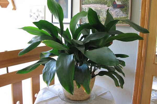 aspidistra