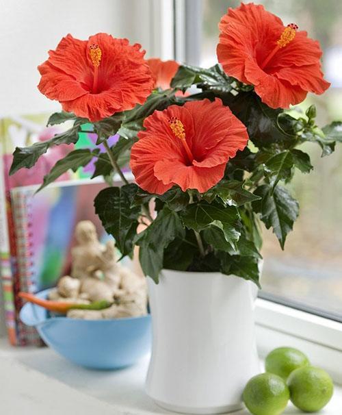 hibiscus