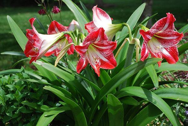 hippeastrum