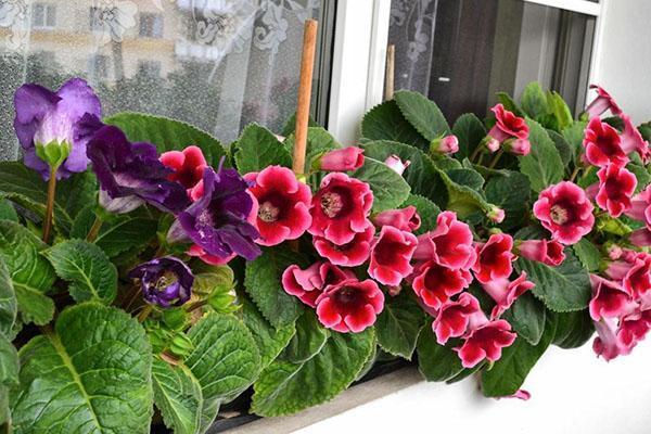 encantadora gloxinia