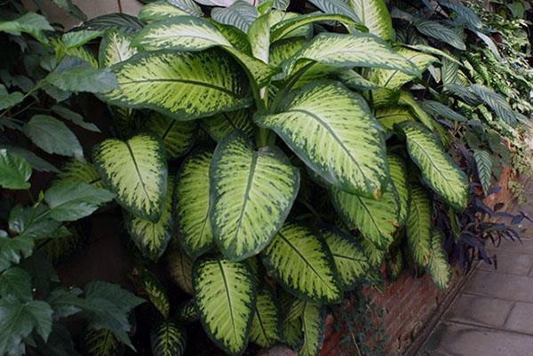 dieffenbachia