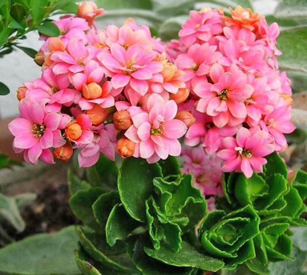 Kalanchoe