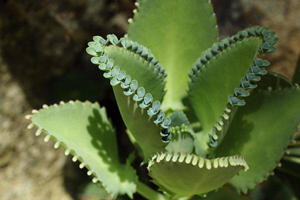 Plantas de Kalanchoe para la reproducción.