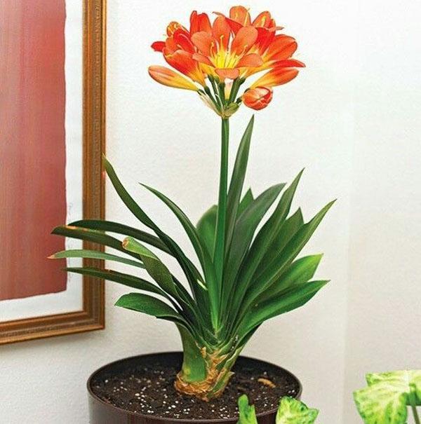 clivia