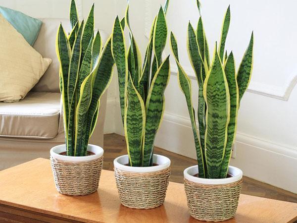 sansevieria