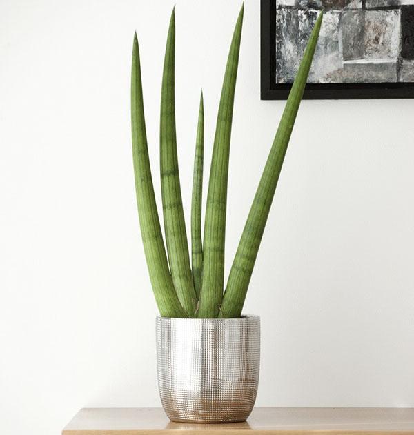 forme cylindrique de sansevieria