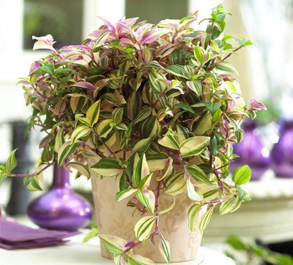 tradescantia