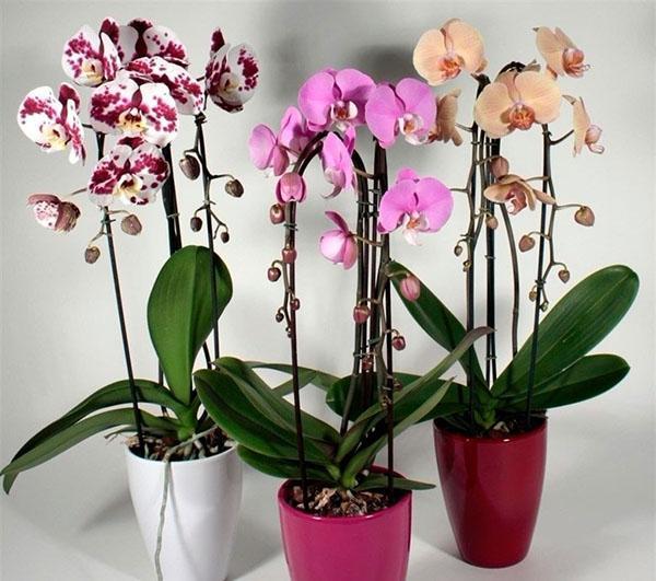 phalaenopsis