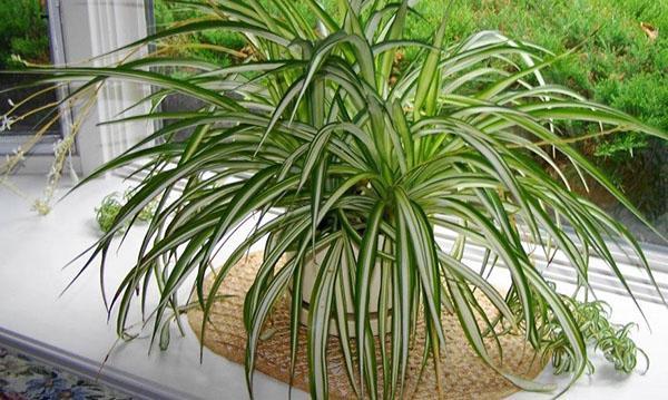 chlorophytum