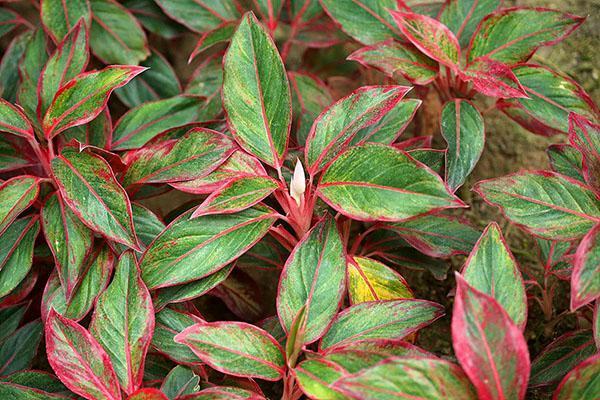 Aglaonema Siam Aurore