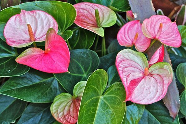 anthurium