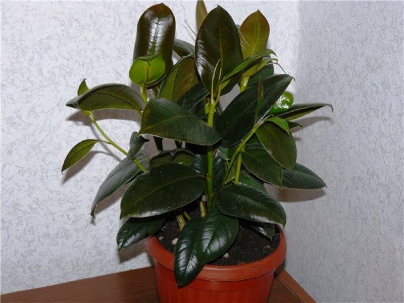 joven ficus melanie