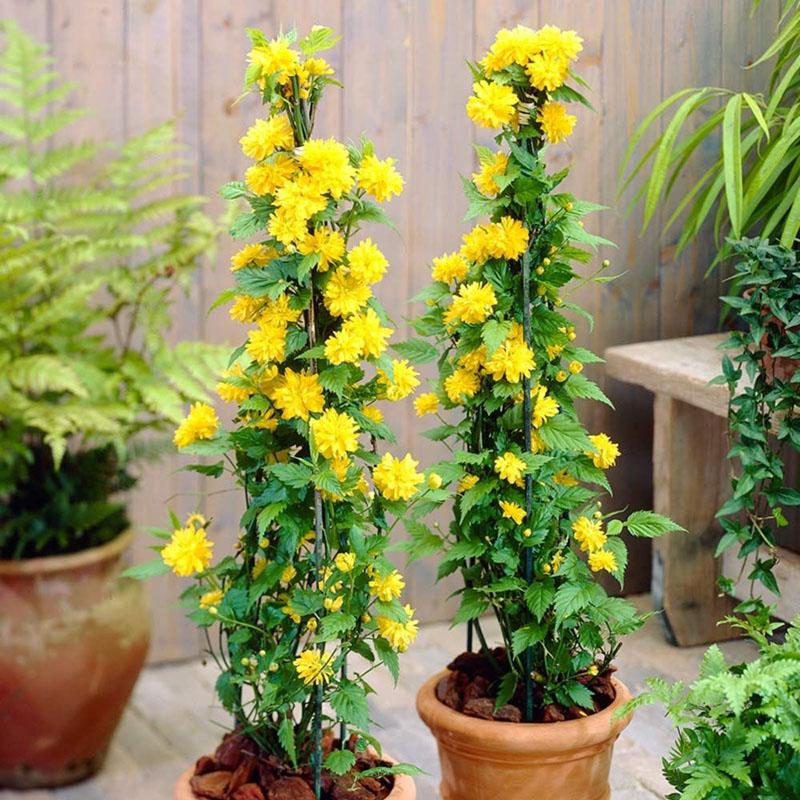 plántulas de kerria japonica