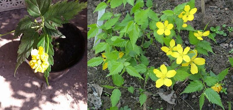 plantar una plántula en campo abierto.