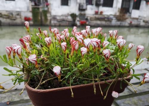 oxalis en una olla