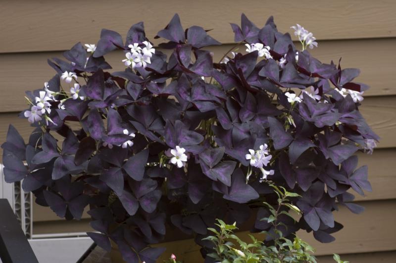 oxalis violet