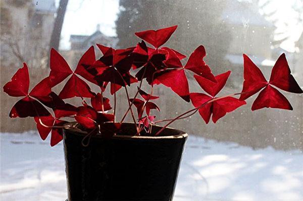 Pequeña planta termófila oxalis Regneli