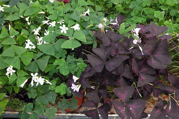 El ácido triangular se puede cultivar en maceta y al aire libre.