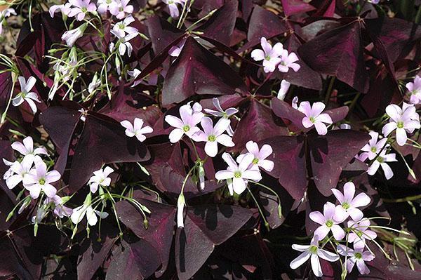 Fleurs d'oxalis triangulaires