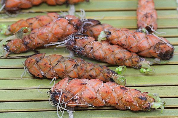 Rhizomes d'Oxalis pour la reproduction