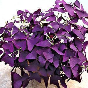 Oxalis triangular