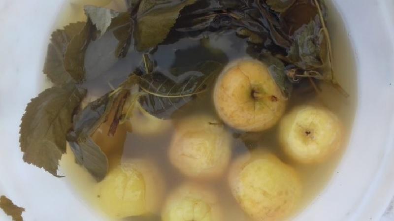 cómo mojar manzanas para el invierno en un balde