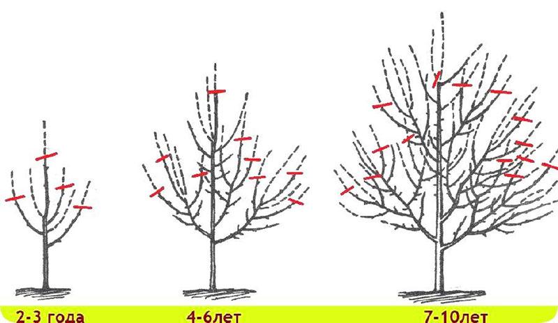 formación de corona de manzana