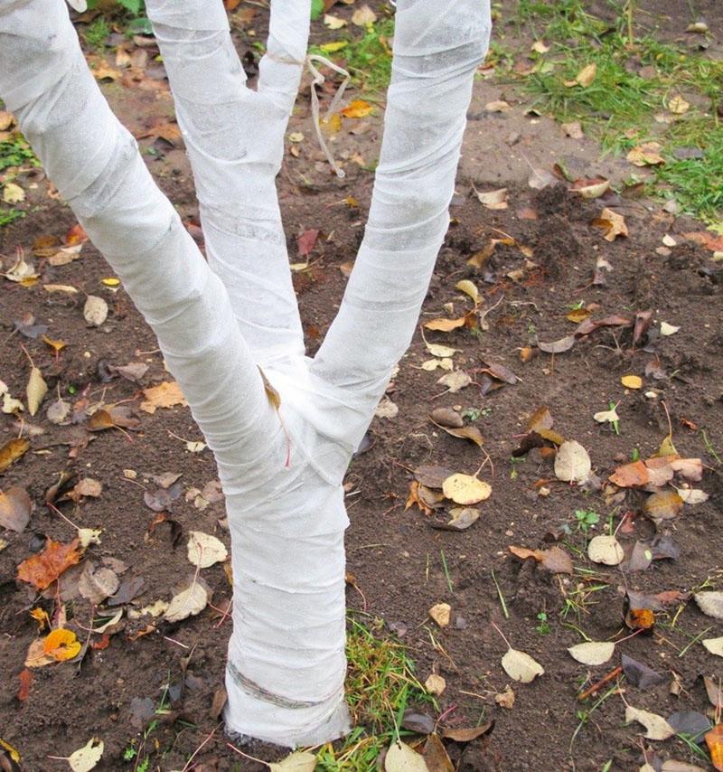 preparando el árbol para el invierno