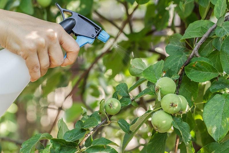 tratamiento de manzana para enfermedades y plagas