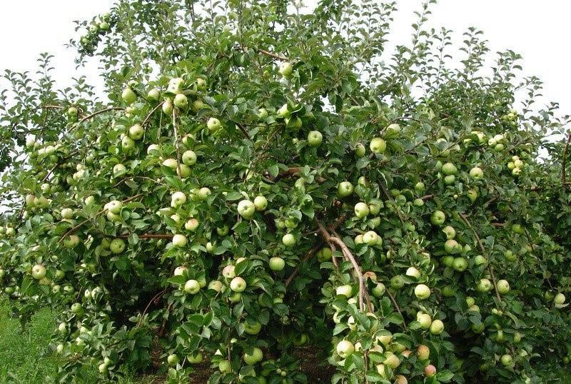 couronne de variétés de pommiers Bogatyr
