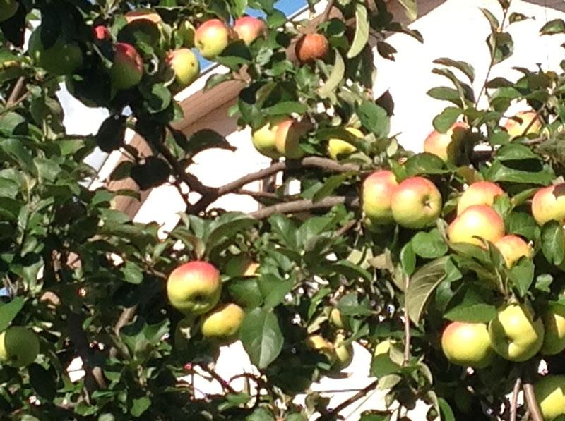 les fruits du pommier Bogatyr mûrissent