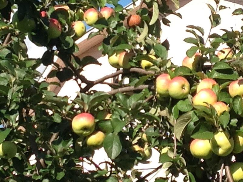 maduran los frutos del manzano de Bogatyr