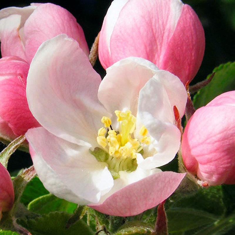 flor de manzana