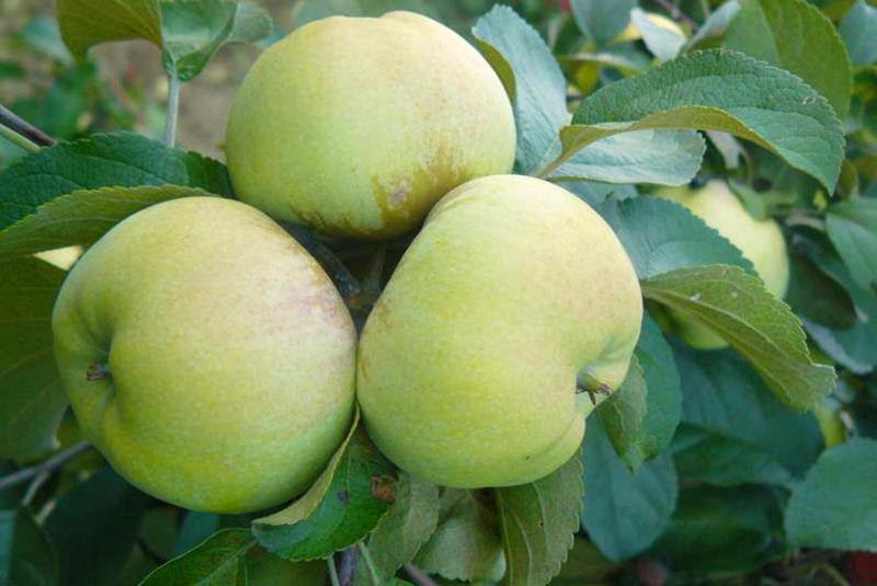 fruits d'excellente qualité de conservation