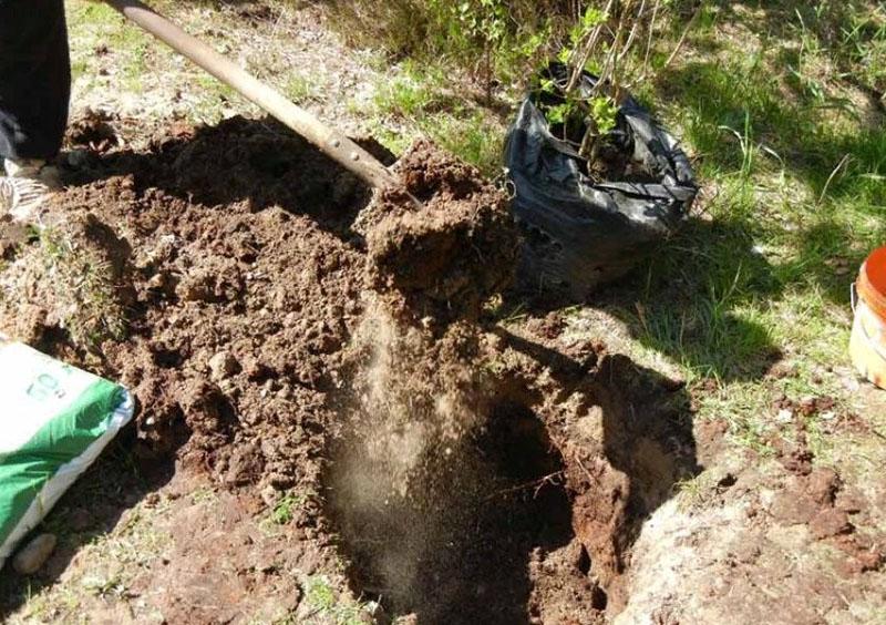 preparación de un hoyo para plantar un manzano