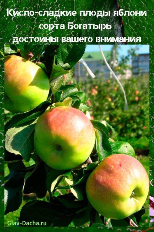 variétés de pommiers Bogatyr