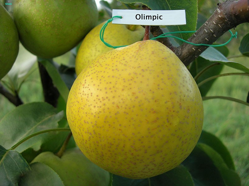variété de poire chinoise olympique
