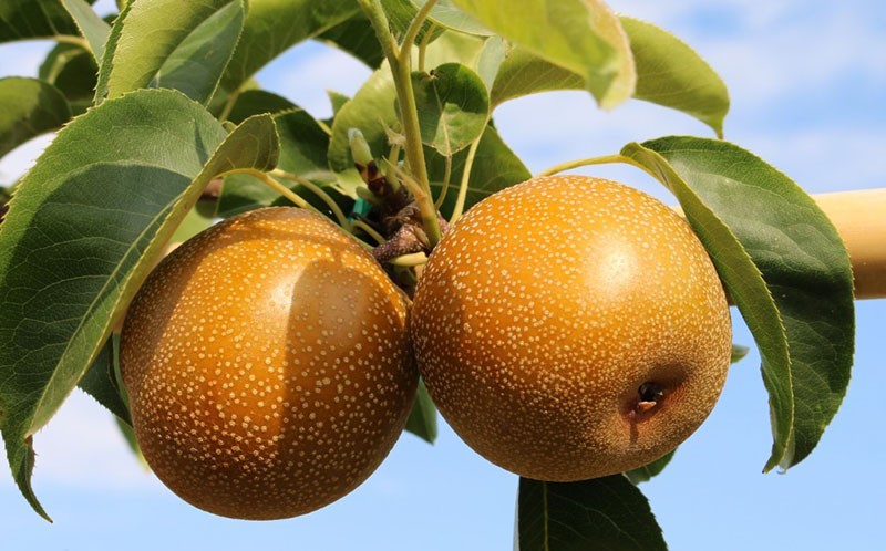 Variété de poire chinoise Hosu