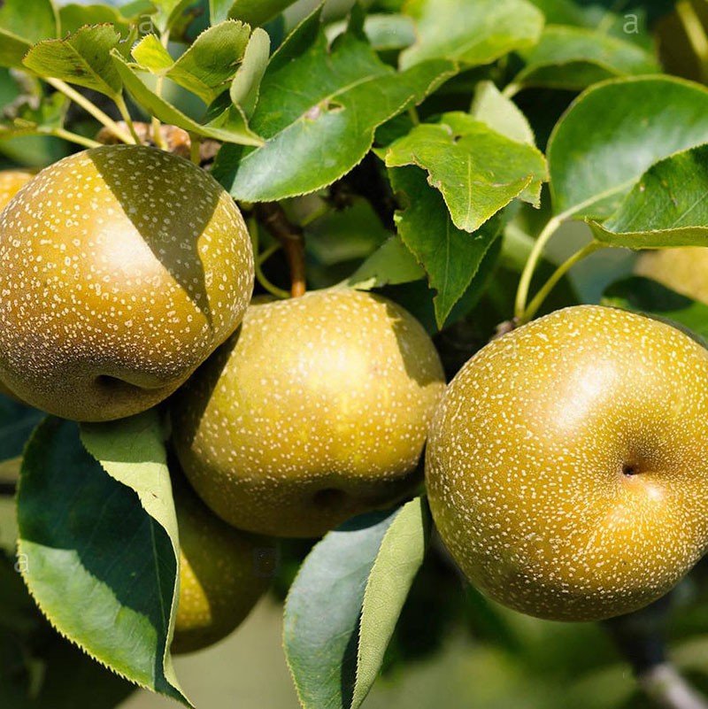 variété précoce Kosu