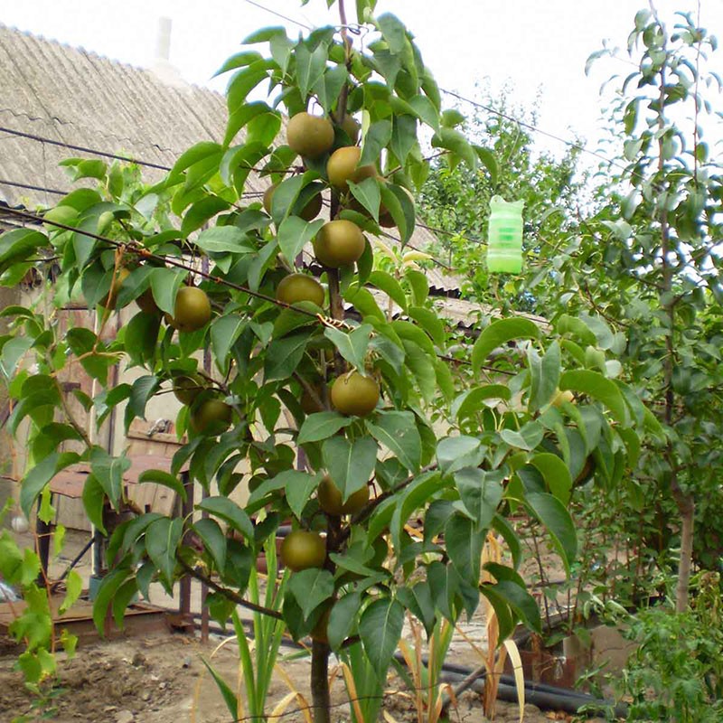 nous cultivons la poire chinoise