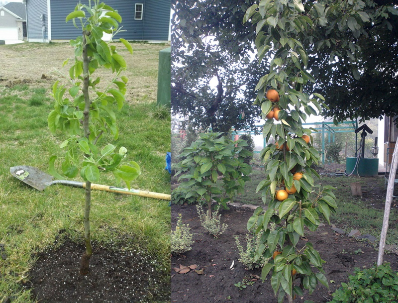 plantation et entretien